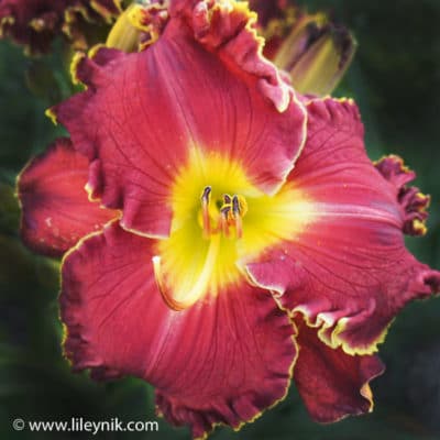 Лилейник Big Red Wagon Лилейник Big Red Wagon