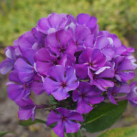Полина